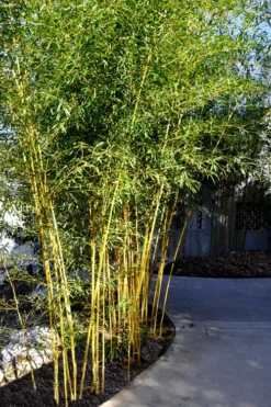 Golden Fishpole Bamboo - Phyllostachys Aurea - 3 Gallon Pot (4-6') 10 Golden Fishpole Bamboo - Phyllostachys Aurea - 3 Gallon Pot (4-6') -Wilson Bros Gardens Bamboo Golden 11