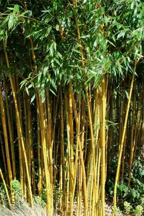 Golden Fishpole Bamboo - Phyllostachys Aurea - 3 Gallon Pot (4-6') 1 Golden Fishpole Bamboo - Phyllostachys Aurea - 3 Gallon Pot (4-6')