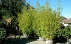 Golden Fishpole Bamboo - Phyllostachys Aurea - 3 Gallon Pot (4-6') 11 Golden Fishpole Bamboo - Phyllostachys Aurea - 3 Gallon Pot (4-6') -Wilson Bros Gardens Bamboo Golden 15