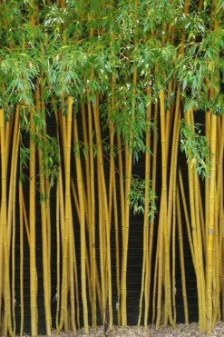 True Gold Golden Fish Pole Bamboo (Phyllostachys Aurea 'Holochrysa') - 3 Gallon Pot