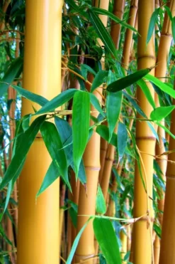 True Gold Golden Fish Pole Bamboo (Phyllostachys Aurea 'Holochrysa') - 3 Gallon Pot -Wilson Bros Gardens Bamboo Golden Golden 23 500x750 1
