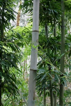 Henon Giant Gray Bamboo - Phyllostachys Nigra 'Henon' - 3 Gallon Pot (4-6') -Wilson Bros Gardens Bamboo Henon 12