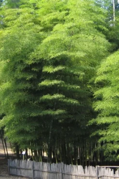 Moso Giant Bamboo (Phyllostachys Edulis 'Moso') - 3 Gallon Pot (2-4') -Wilson Bros Gardens Bamboo Moso 10