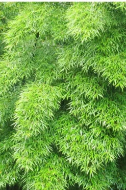 Moso Giant Bamboo (Phyllostachys Edulis 'Moso') - 3 Gallon Pot (2-4') -Wilson Bros Gardens Bamboo Moso 11
