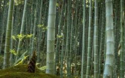 Moso Giant Bamboo (Phyllostachys Edulis 'Moso') - 3 Gallon Pot (2-4') -Wilson Bros Gardens Bamboo Moso 24