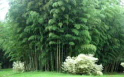 Moso Giant Bamboo (Phyllostachys Edulis 'Moso') - 3 Gallon Pot (2-4') -Wilson Bros Gardens Bamboo Moso 3