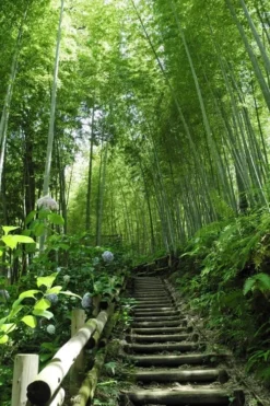 Moso Giant Bamboo (Phyllostachys Edulis 'Moso') - 3 Gallon Pot (2-4') -Wilson Bros Gardens Bamboo Moso 9