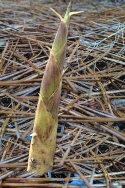 Sweet Shoot Bamboo - Phyllostachys Dulcis - 3 Gallon Pot -Wilson Bros Gardens Bamboo Sweet Shoot 2