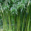 Sweet Shoot Bamboo - Phyllostachys Dulcis - 3 Gallon Pot
