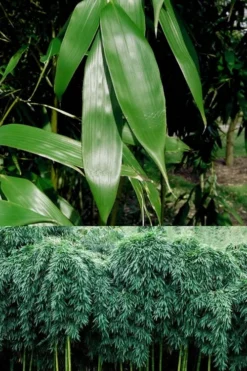 Sweet Shoot Bamboo - Phyllostachys Dulcis - 3 Gallon Pot -Wilson Bros Gardens Bamboo Sweet Shoot 6