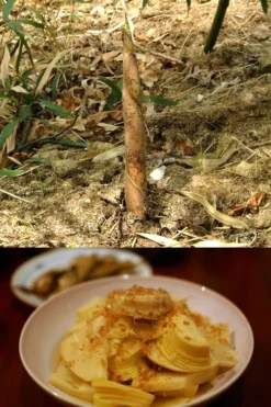 Sweet Shoot Bamboo - Phyllostachys Dulcis - 3 Gallon Pot -Wilson Bros Gardens Bamboo Sweet Shoot 7