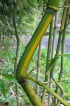 Yellow Groove Bamboo (Phyllostachys Aureosulcata) - 3 Gallon Pot (2-4') 9 Yellow Groove Bamboo (Phyllostachys Aureosulcata) - 3 Gallon Pot (2-4') -Wilson Bros Gardens Bamboo Yellow Groove 11