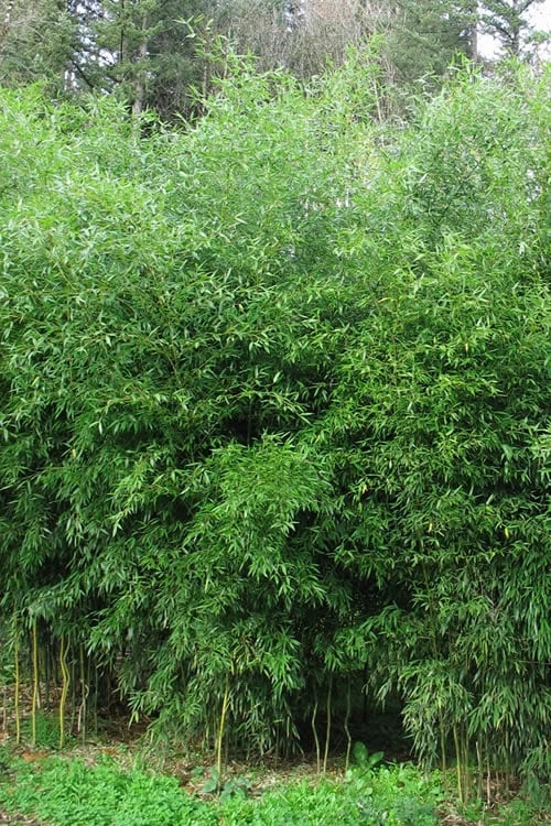 Yellow Groove Bamboo (Phyllostachys Aureosulcata) - 3 Gallon Pot (2-4') 1 Yellow Groove Bamboo (Phyllostachys Aureosulcata) - 3 Gallon Pot (2-4')
