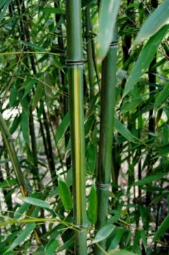 Yellow Groove Bamboo (Phyllostachys Aureosulcata) - 3 Gallon Pot (2-4') 10 Yellow Groove Bamboo (Phyllostachys Aureosulcata) - 3 Gallon Pot (2-4') -Wilson Bros Gardens Bamboo Yellow Groove 9