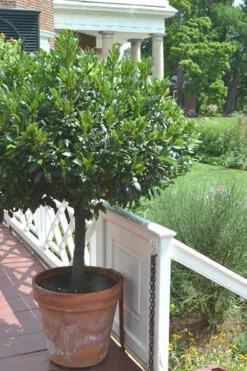 Bay Laurel (Sweet Bay) - Laurus Nobilis - 1 Gallon Pot -Wilson Bros Gardens Bay Laurel 10 1