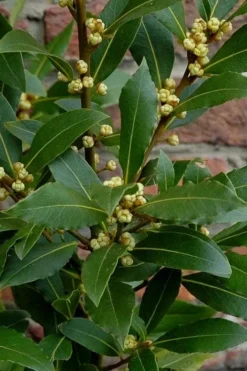 Bay Laurel (Sweet Bay) - Laurus Nobilis - 6 Pack Of 1 Gallon Pots -Wilson Bros Gardens Bay Laurel 2