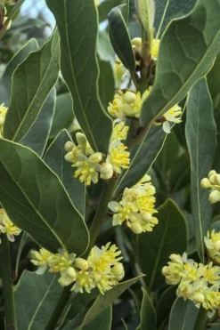 Bay Laurel (Sweet Bay) - Laurus Nobilis - 6 Pack Of 1 Gallon Pots -Wilson Bros Gardens Bay Laurel 3