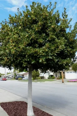 Bay Laurel (Sweet Bay) - Laurus Nobilis - 1 Gallon Pot -Wilson Bros Gardens Bay Laurel 5 1