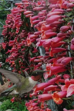 Shalimar Red Crossvine - Bignonia Capreolata - 6 Pack Of 1 Gallon Pots -Wilson Bros Gardens Bignonia Shalimar Red 20 2