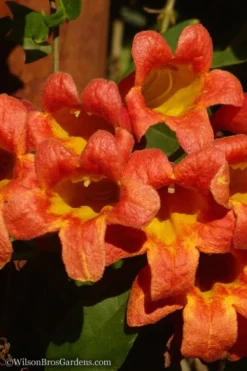 Tangerine Beauty Crossvine Bignonia - 1 Gallon Pot -Wilson Bros Gardens Bignonia Tangerine Beauty 20