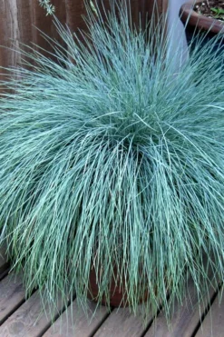 Beyond Blue Festuca (Fescue) - 3 Pack Of Quart Pots -Wilson Bros Gardens Blue Fescue Beyond Blue 21
