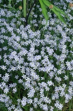 Suwannee Blue-Eyed Grass - 1 Gallon Pot