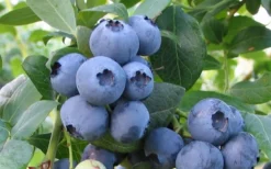 Bless Your Heart Rabbiteye Blueberry - 1 Gallon Pot 7 Bless Your Heart Rabbiteye Blueberry - 1 Gallon Pot -Wilson Bros Gardens Blueberry Bless Your Heart