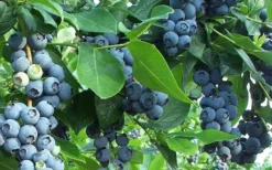 Premier Rabbiteye Blueberry - 3 Gallon Pot 7 Premier Rabbiteye Blueberry - 3 Gallon Pot -Wilson Bros Gardens Blueberry Bush Premier