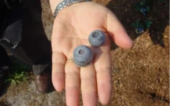 Titan Blueberry - 7 Gallon Pot 10 Titan Blueberry - 7 Gallon Pot -Wilson Bros Gardens Blueberry Titan