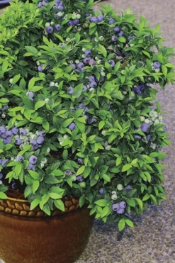 Top Hat Dwarf Blueberry - 1 Gallon Pot 8 Top Hat Dwarf Blueberry - 1 Gallon Pot -Wilson Bros Gardens Blueberry Top Hat 2