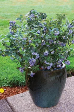 Top Hat Dwarf Blueberry - 1 Gallon Pot 9 Top Hat Dwarf Blueberry - 1 Gallon Pot -Wilson Bros Gardens Blueberry Top Hat 3