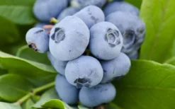 Woodard Rabbiteye Blueberry - 1 Gallon Pot 7 Woodard Rabbiteye Blueberry - 1 Gallon Pot -Wilson Bros Gardens Blueberry Woodard