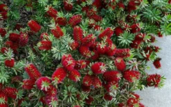Little John Dwarf Red Bottlebrush (Callistemon Citinus) - 1 Gallon Pot -Wilson Bros Gardens Bottlebrush Little John 7