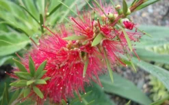 Woodlanders Cold Hardy Red Bottlebrush - Callistemon - 3 Gallon Pot -Wilson Bros Gardens Bottlebrush Woodlanders Hardy 1