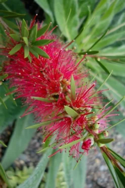 Woodlanders Cold Hardy Red Bottlebrush - Callistemon - 3 Gallon Pot -Wilson Bros Gardens Bottlebrush Woodlanders Hardy Red 20