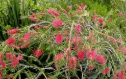 Woodlanders Cold Hardy Red Bottlebrush - Callistemon - 3 Gallon Pot -Wilson Bros Gardens Bottlebrush Woodlanders Hardy Red 22