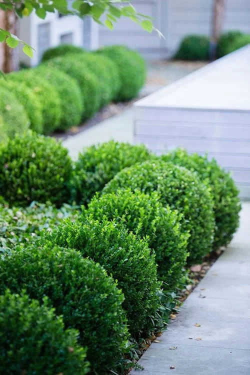 Baby Gem Boxwood - 1 Gallon Pot 1 Baby Gem Boxwood - 1 Gallon Pot