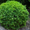 Dwarf English Boxwood - 2 Gallon Pot