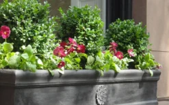 Dwarf English Boxwood - 6 Pack Of 1 Gallon Pots -Wilson Bros Gardens Boxwood Dwarf English 2 2