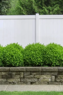 Dwarf English Boxwood - 2 Gallon Pot -Wilson Bros Gardens Boxwood Dwarf English 3