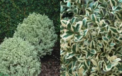 Dwarf Variegated Boxwood - 1 Gallon Pot -Wilson Bros Gardens Boxwood Dwarf Variegated 50 1