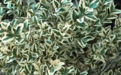 Dwarf Variegated Boxwood - 3 Gallon Pot -Wilson Bros Gardens Boxwood Dwarf Variegated 51 2