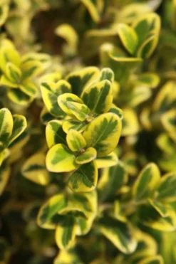 Golden Triumph Variegated Dwarf Boxwood - 3 Gallon Pot -Wilson Bros Gardens Boxwood Golden Triumph 3