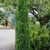 Graham Blandy Columnar Boxwood - 6 Pack Of 1 Gallon Pots