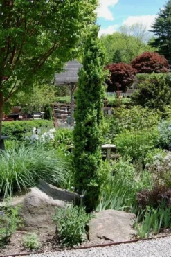 Graham Blandy Columnar Boxwood - 5 Gallon Pot -Wilson Bros Gardens Boxwood Graham Blandy 2 2