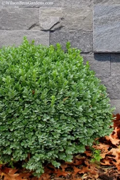 Korean Dwarf Boxwood - Buxus Sinica Var. Insularis 'Nana' - 1 Gallon Pot -Wilson Bros Gardens Boxwood Korean Dwarf Insularis Nana 1 1