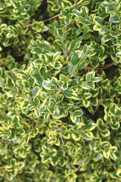 Sunburst Variegated Korean Boxwood - 1 Gallon Pot -Wilson Bros Gardens Boxwood Sunburst 2
