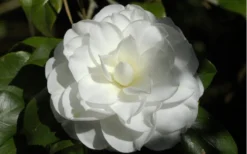 Alba Plena Camellia Japonica - 7 Gallon Pot (3-4') -Wilson Bros Gardens Camellia Alba Plena Flower Closeup 2