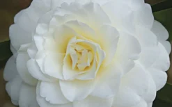 Alba Plena Camellia Japonica - 7 Gallon Pot (3-4') -Wilson Bros Gardens Camellia Alba Plena Flower Closeup