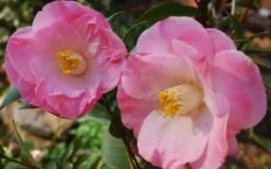 April Remembered Cold Hardy Pink Camellia Japonica - 1 Gallon Pot 7 April Remembered Cold Hardy Pink Camellia Japonica - 1 Gallon Pot -Wilson Bros Gardens Camellia April Remembered 1